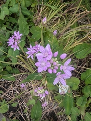 Allium unifolium, photograph (c) Owen and Carol Fawcett., some rights reserved (CC BY)