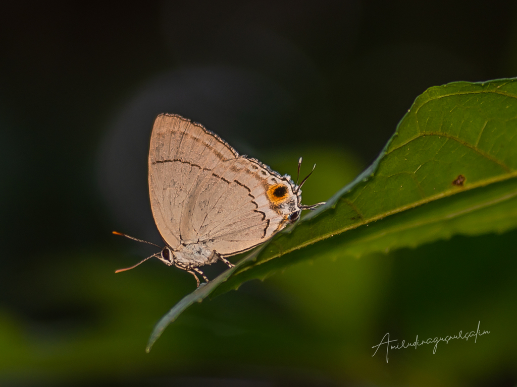 Tajuria iapix (Tajuria iapix)