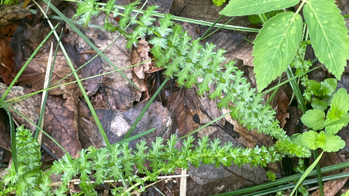 Filipendula vulgaris
