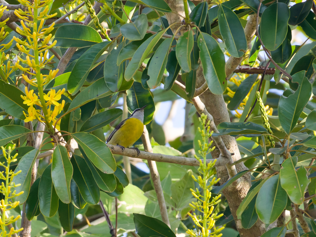 Coereba flaveola alleni