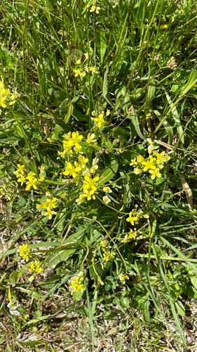 Biscutella laevigata