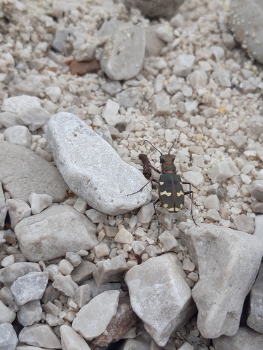 Cicindela transversalis