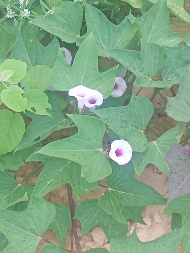 sweet potato