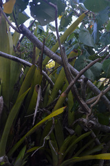 Aechmea comata