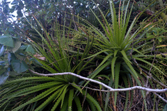 Dyckia encholirioides