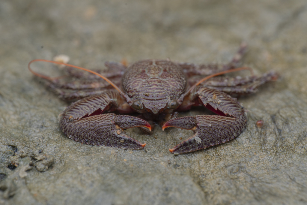 Striated Red Porcelain crab