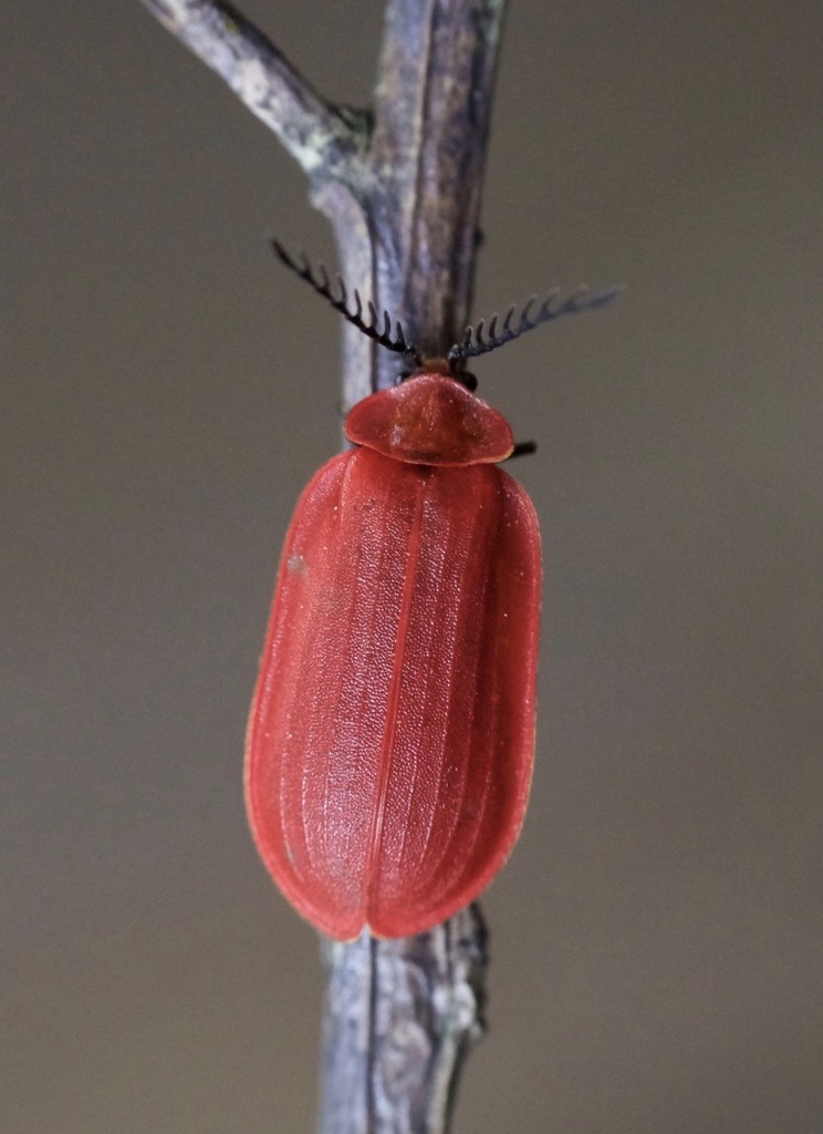 Matheteus theveneti