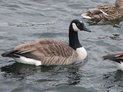 Branta canadensis