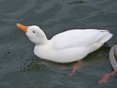 Anas platyrhynchos domesticus