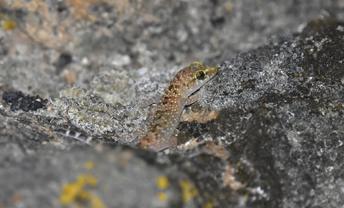 Mediterranean House Gecko
