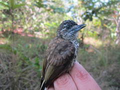 Picumnus squamulatus