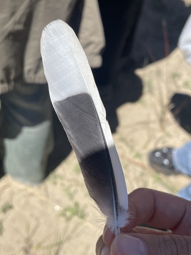 Plume de Tourterelle des bois