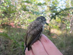 Picumnus squamulatus