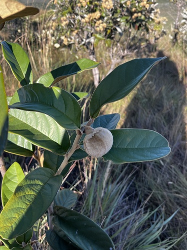 Annona tomentosa observed 2026-05-21