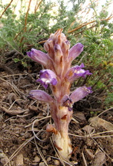 Phelipanche caesia