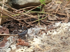 Hottentotta judaicus