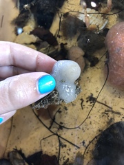 Cystodytes lobatus