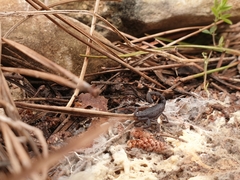 Hottentotta judaicus