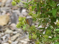 Hyponephele lupinus