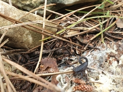 Hottentotta judaicus