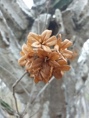 Cordia sonorae