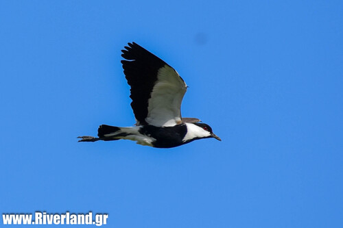 Spur-winged Lapwing