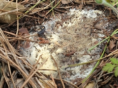 Hottentotta judaicus