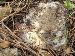 Hottentotta judaicus