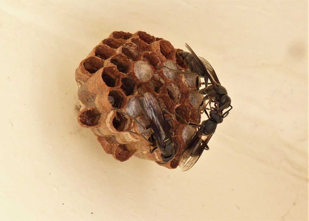 Mischocyttarus cassununga-consimilis