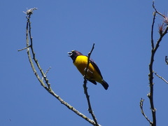Euphonia concinna