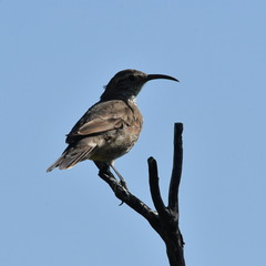 Upucerthia dumetaria