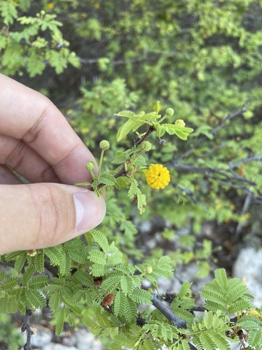 Vachellia tortuosa, photograph 1