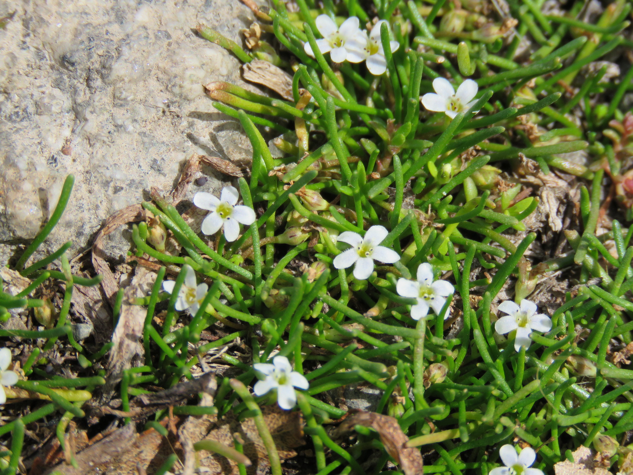 Limosella