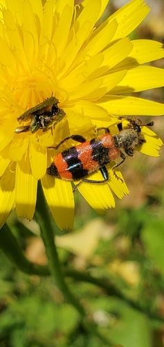 Bee-eating Beetle