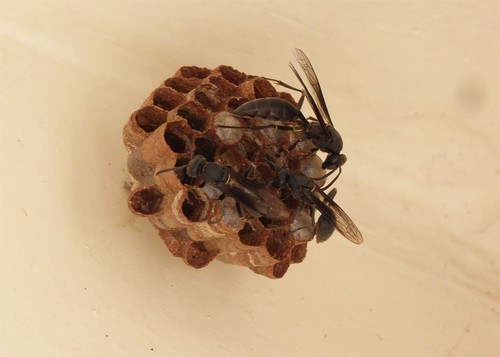 Mischocyttarus cassununga