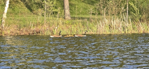 Barnacla canadiense