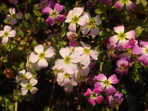 Image of Malcolmia maritima by (c) Alexis Tinker-Tsavalas, some rights reserved (CC BY)