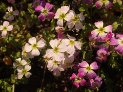 Malcolmia maritima