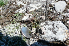 Lomatium linearifolium