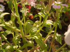 Malcolmia maritima