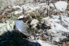 Lomatium linearifolium