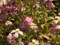 Malcolmia maritima