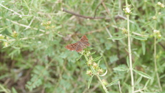 Zabuella tinea