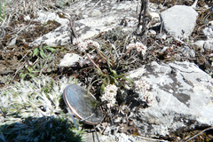 Lomatium linearifolium