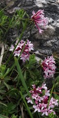 Daphne striata