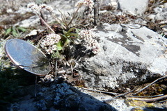 Lomatium linearifolium