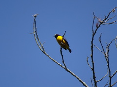 Euphonia concinna