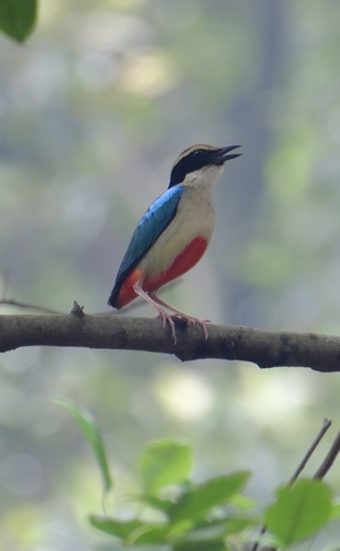 Fairy Pitta