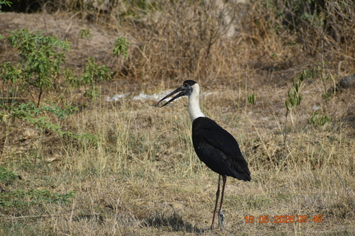 iNaturalist image
