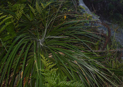 Dyckia encholirioides